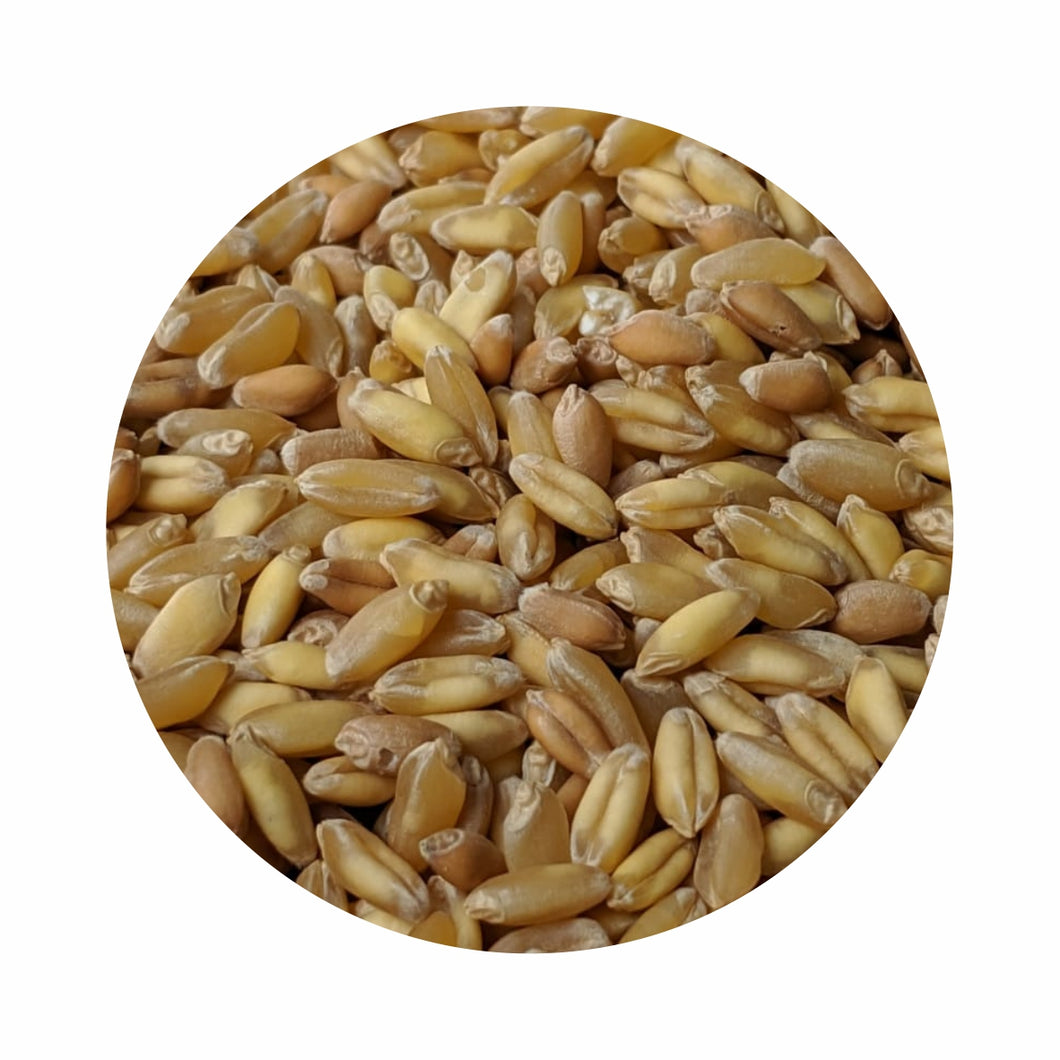 Organic Wheat - Sharbati (शरबती गेहू)