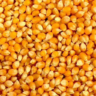 Organic Raw Yellow Corn Kernel