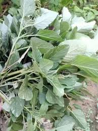 Organic Cholai Bhaji (चौलाई भाजी)- 1 bunch