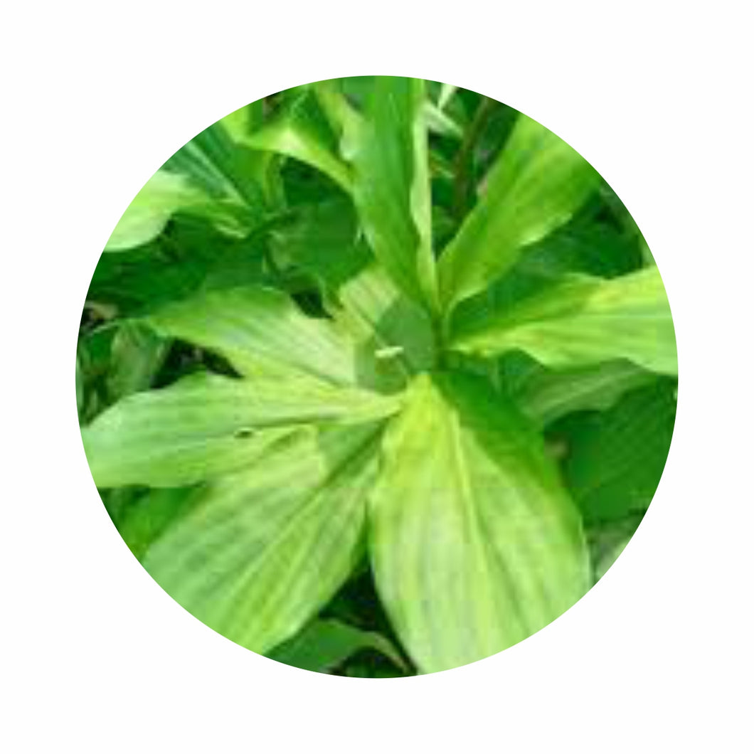 Organic Insulin Leaves (इन्सुलिन के पत्ते) - 1 Bunch