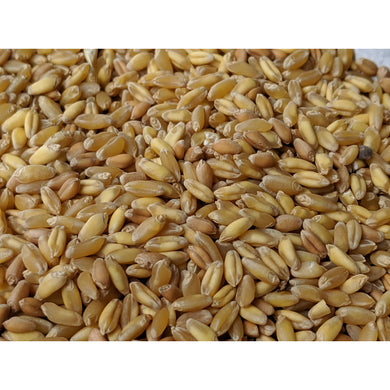 Organic Wheat - Bansi (बंसी गेहू) - Aroma of Health