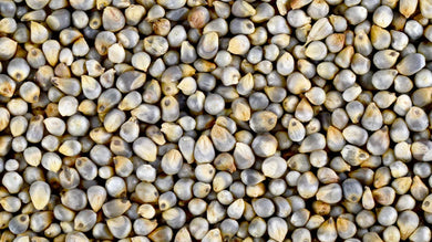 Organic Bajra / Pearl Millet Whole (बाजरा) - Aroma of Health