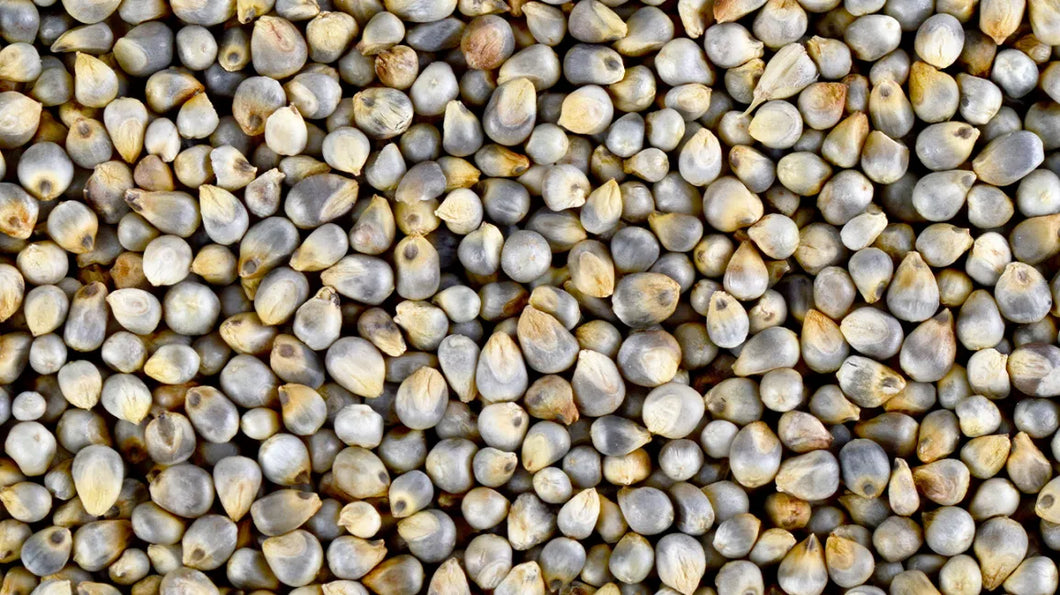 Organic Bajra / Pearl Millet Whole (बाजरा) - Aroma of Health
