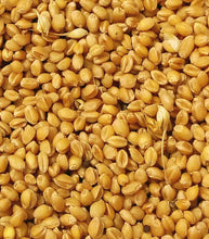 Load image into Gallery viewer, Organic Wheat - Sonamoti (सोनामोती गेहू) - Aroma of Health