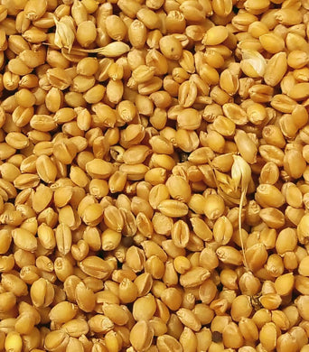 Organic Wheat - Sonamoti (सोनामोती गेहू) - Aroma of Health