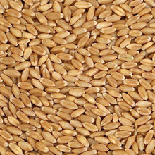 Load image into Gallery viewer, Organic Wheat - Sharbati (शरबती गेहू) - Aroma of Health