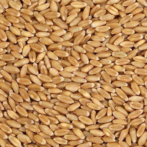 Organic Wheat - Sharbati (शरबती गेहू) - Aroma of Health