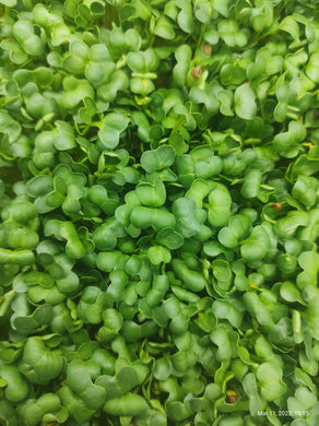 Organic Radish Microgreens - Aroma of Health