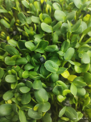 Organic Sunflower Microgreens - Aroma of Health