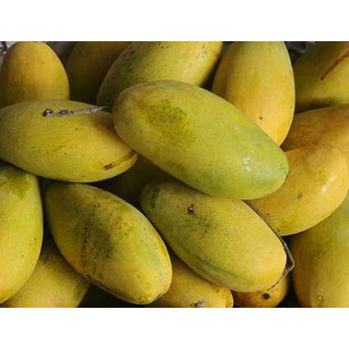 Mango Dasheri (आम दशेरी) - Organically Grown - Aroma of Health