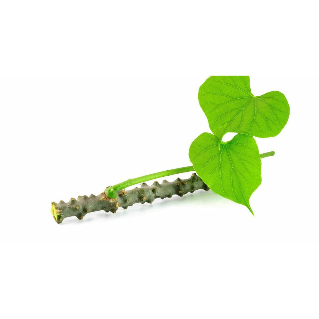Giloy - Organically grown - Aroma of Health