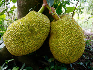 Organic Jackfruit (कटहल) - Aroma of Health