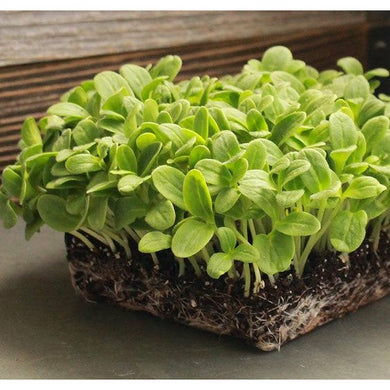 Organic Moong Microgreens - Aroma of Health