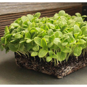 Organic Moong Microgreens - Aroma of Health